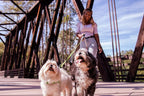 Double Dog Leash – Tangle-Free Dual Leash for 2 Dogs with 360° Swivel, Reflective – WalkMate - Nalani - Fashion Clothing and Decor