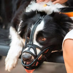 Gentle Dog Muzzle for Safe Everyday Situations - Soft Breathable Mesh Anti-Biting & Chewing Muzzle with Adjustable Straps for Panting & Drinking - Nalani - Fashion Clothing and Decor
