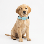 GPS Tracker Collar for Dogs & Cats – Pet GPS Tracker with Real-Time Location, Motion Alerts, Water-Resistant, 3 Colors - Nalani - Fashion Clothing and Decor